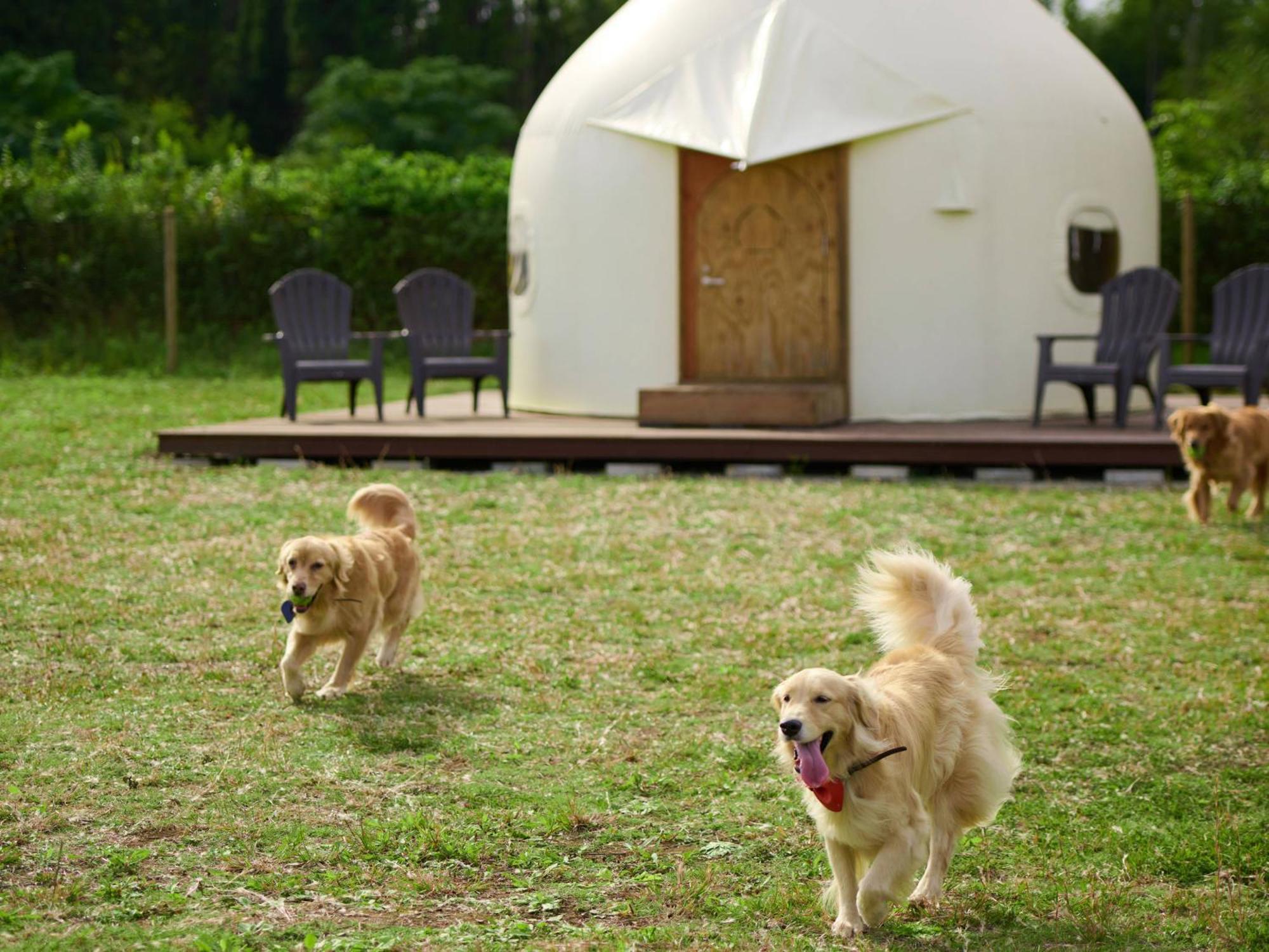 Hotel Koyaru-No-Sato Doggys Island Yachimata Exterior foto